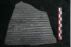 Foto (Detailansicht) von Sigillaria elongata Brongniart (NHMW-GEO-2024-0188-11065)